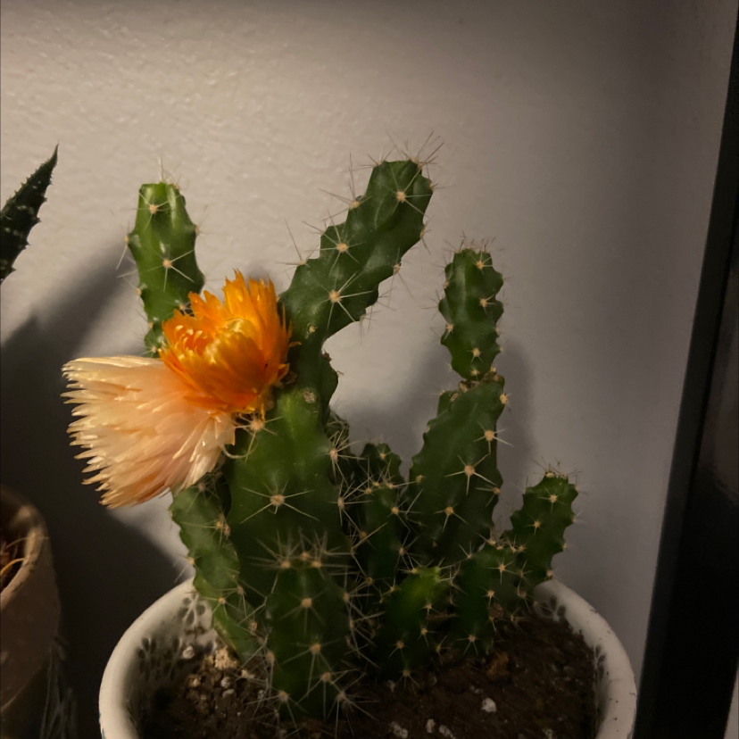 Hedge Cactus with an orange flower in a white pot, soil visible.