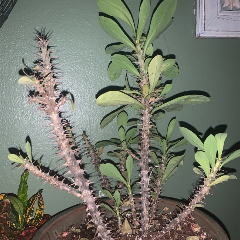 A potted Crown of Thorns plant with tall stems covered in sharp thorns and thin green leaves, looking healthy and thriving.