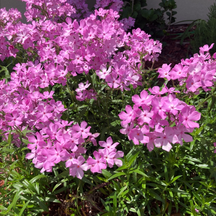 Photo of the plant species Downy Phlox by @GoodlookingMira named Hemingway on Greg, the plant care app