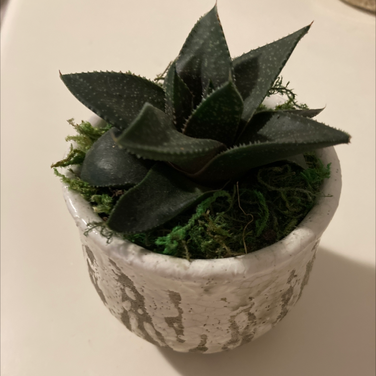 Gasteraloe 'Flow' plant in a white pot with green moss.