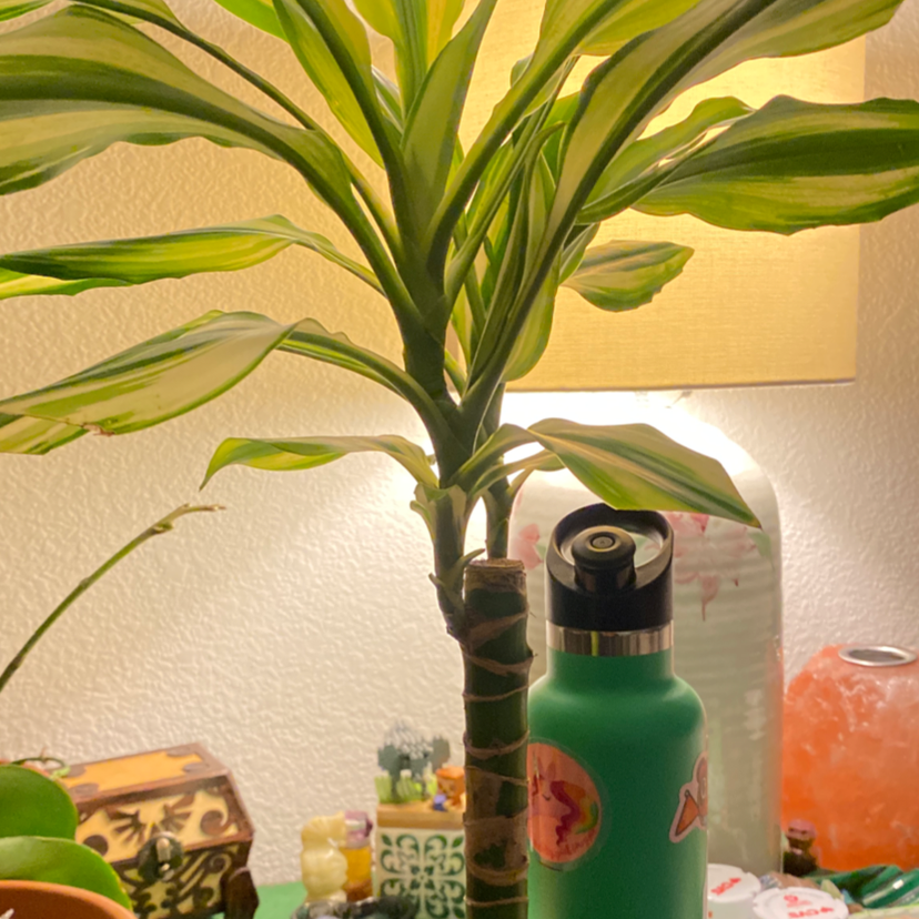 Dracaena 'Sted Sol Cane' plant indoors with healthy green leaves and a sturdy stem.