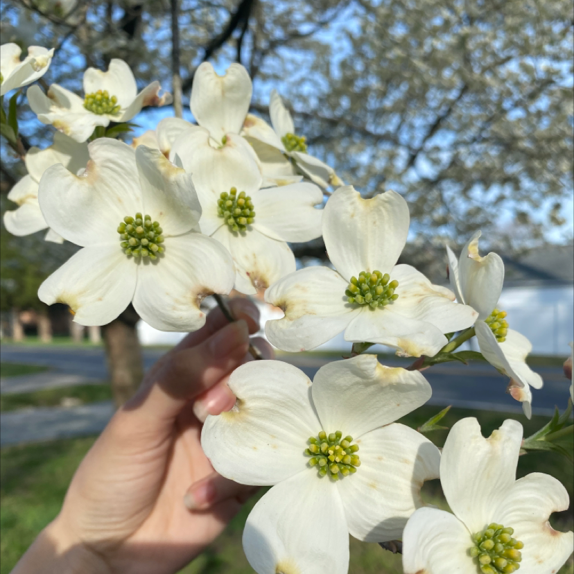 Branch of Mexican Flowering Dogwood with white flowers and green centers, held by a hand.
