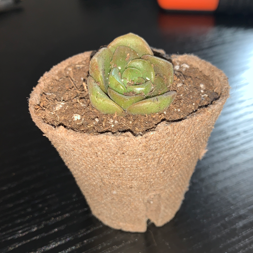 Aeonium 'Lily Pad' succulent in a biodegradable pot with visible soil.