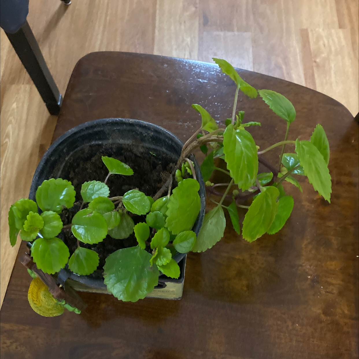 Potted Swedish Ivy plant with green leaves and some yellowing, placed on a wooden surface.