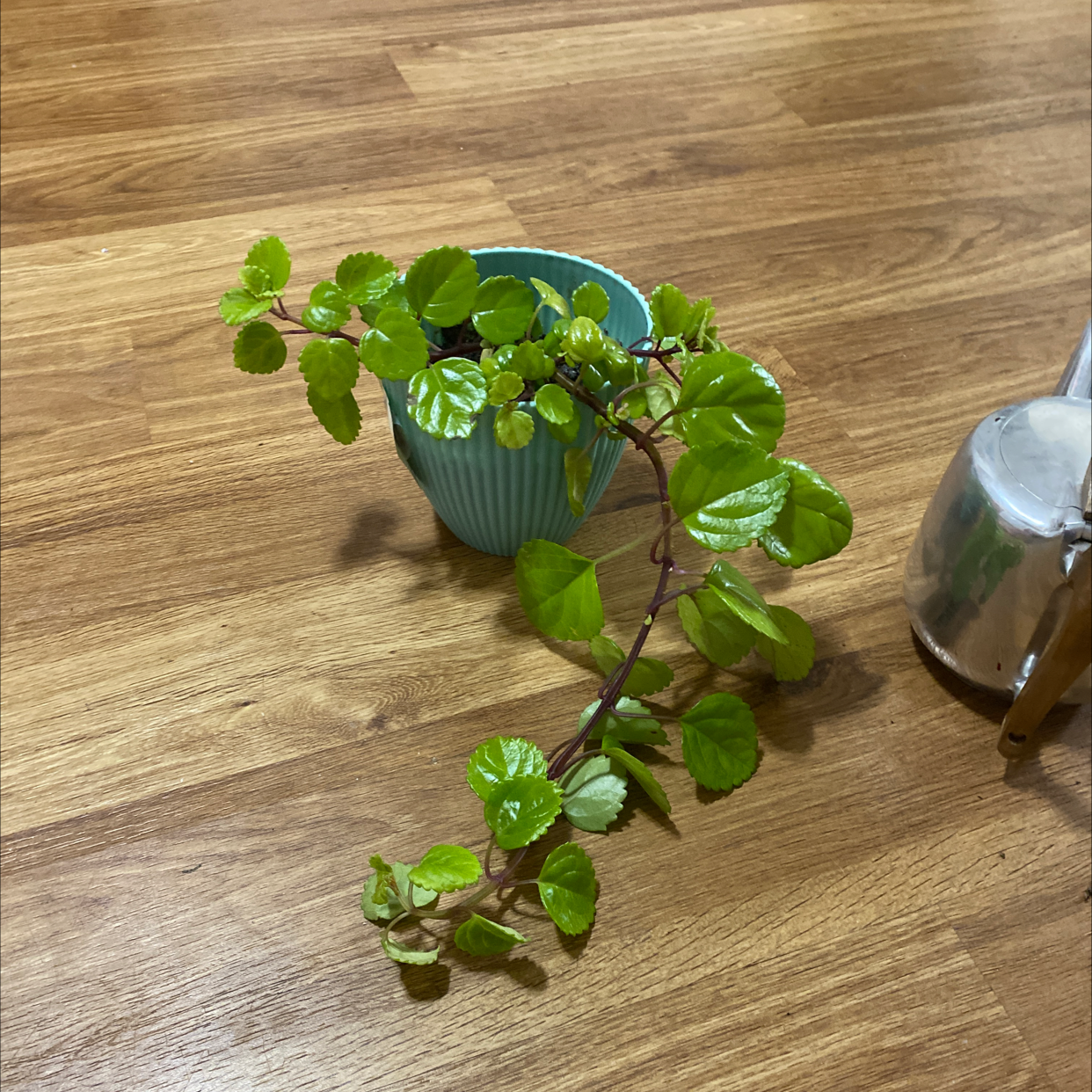 Swedish Ivy plant in a small pot on a wooden surface, appearing healthy with vibrant green leaves.