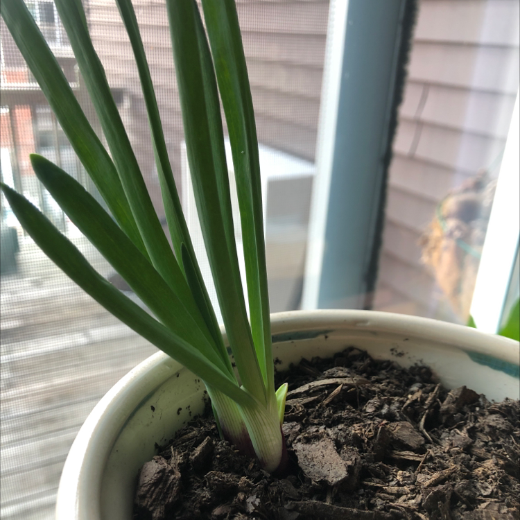 Potted Globe Onion plant with long green leaves near a window.