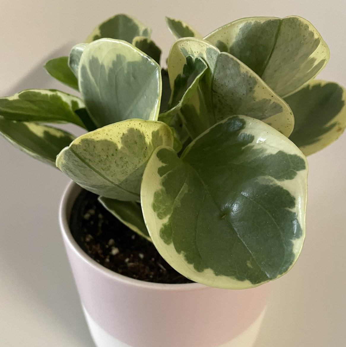 Jelly Peperomia plant in a white pot with variegated green and cream leaves.