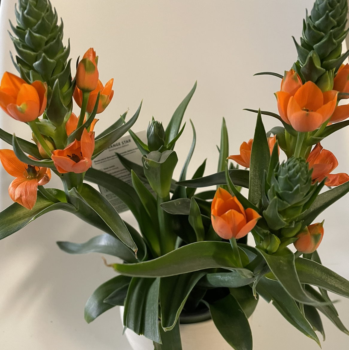 Healthy Sun Star plant with vibrant orange flowers and green leaves.