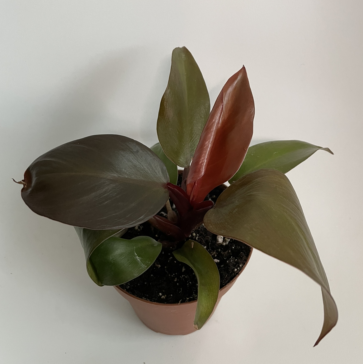 McColley's Finale plant in a pot with healthy, glossy leaves.