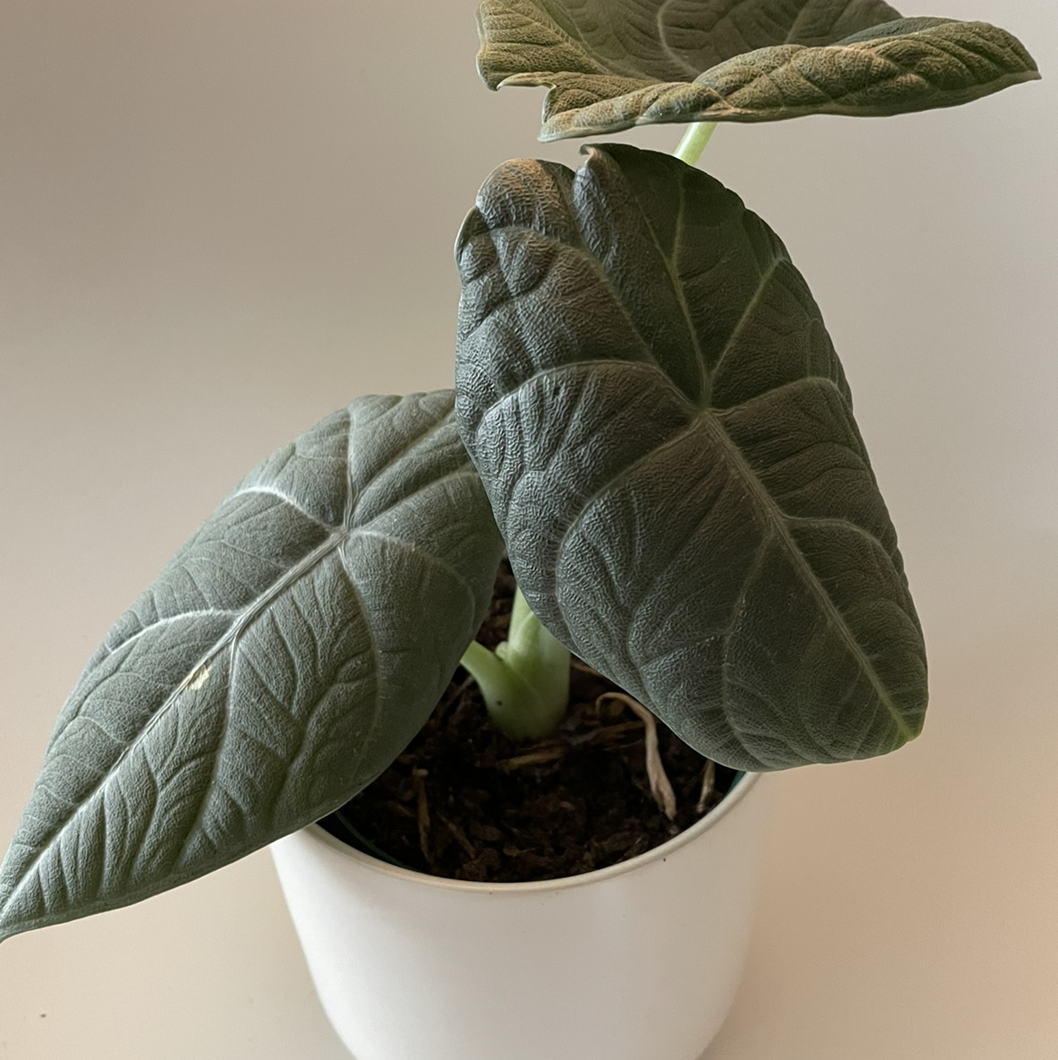 Potted Silver Dragon plant with large, dark green leaves and visible soil.