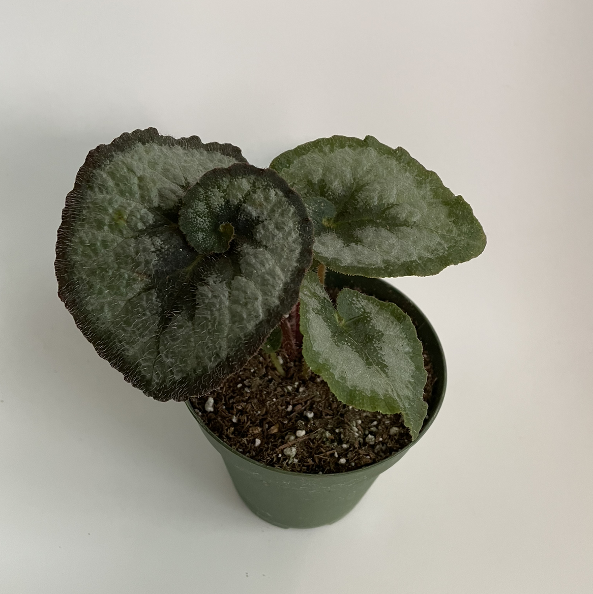 Photo of the plant species Rex Begonia 'Escargot' by @jaymielynn39 named Escargot on Greg, the plant care app