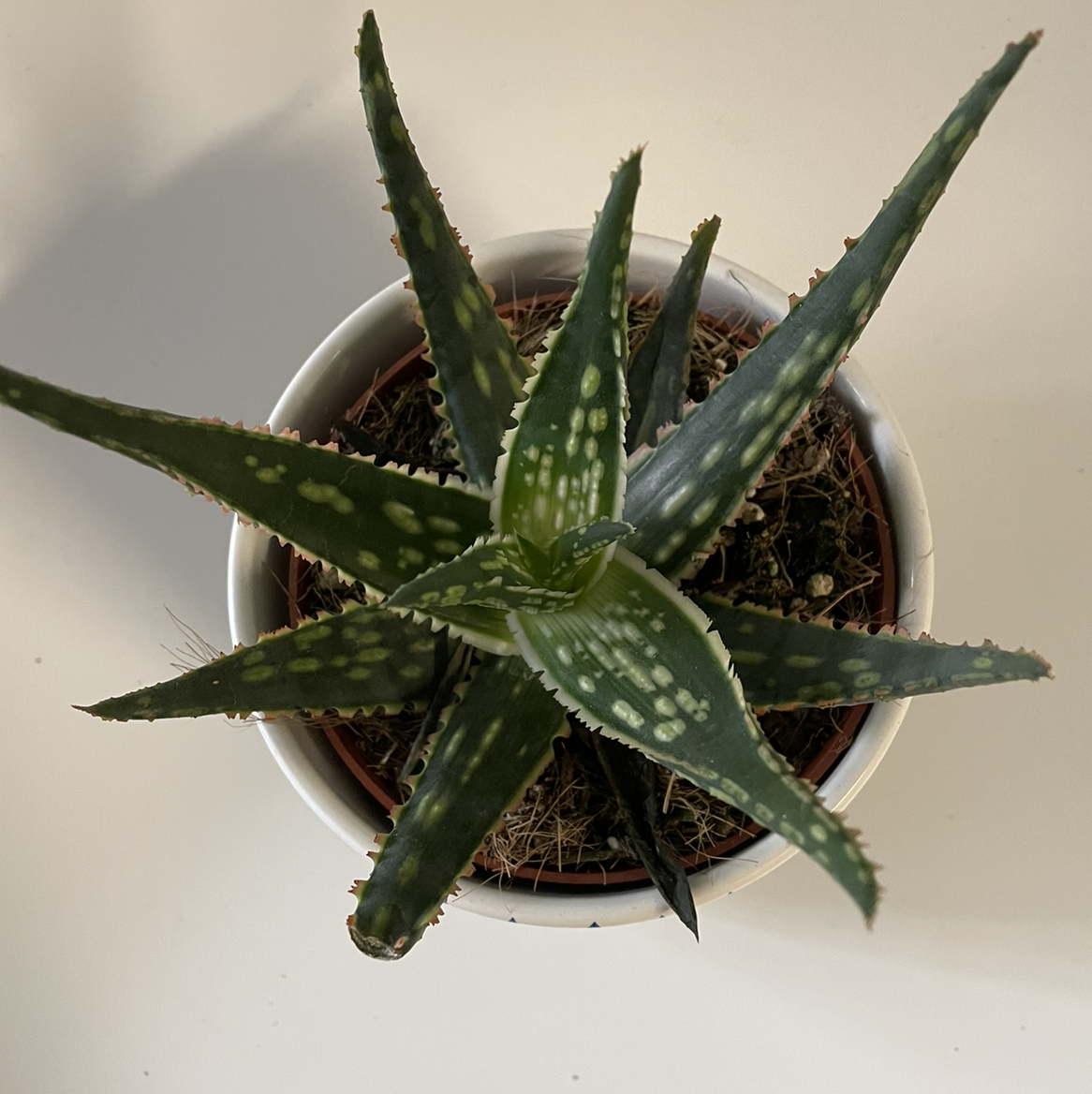 Top view of a healthy Broad-Leaved Aloe plant in a pot with green leaves and white spots.