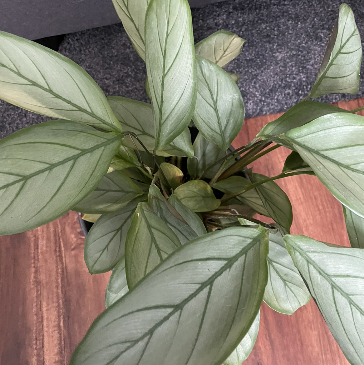 Healthy Never Never Ctenanthe plant with green leaves and distinct vein patterns.
