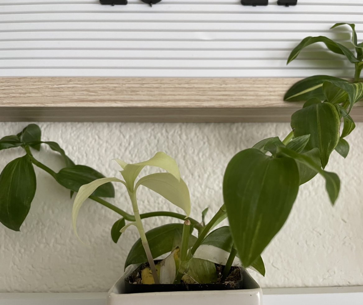 Tradescantia 'Yellow Zebra' plant with green and yellow leaves in a small pot.