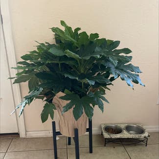 Fatsia Plant plant in Camp Verde, Arizona