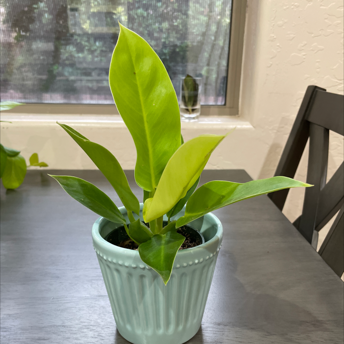 Photo of the plant species Philodendron 'Moonlight' by @stryker49 named Moonlight on Greg, the plant care app