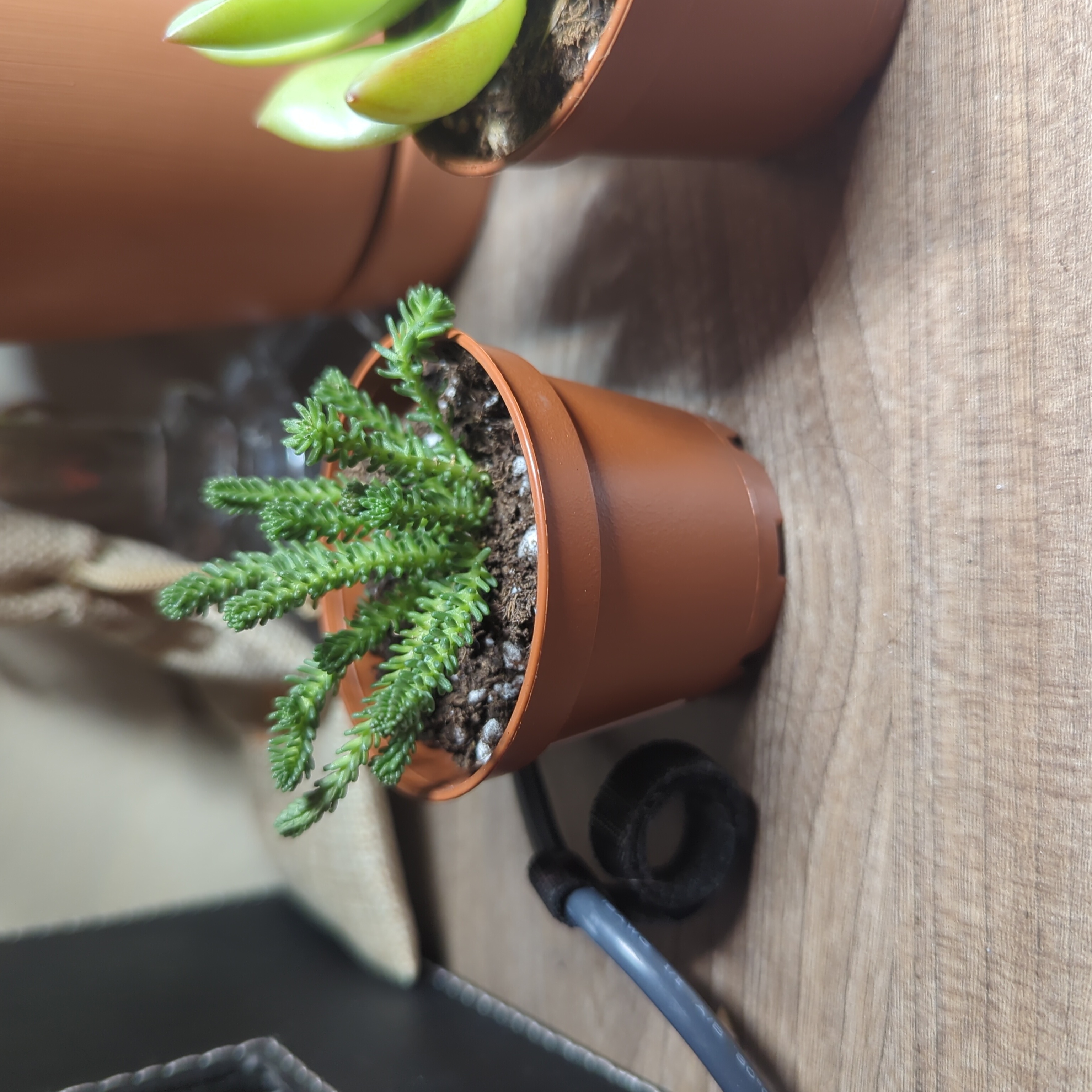 Small potted Tasteless Stonecrop plant with green succulent-like leaves on a wooden surface.