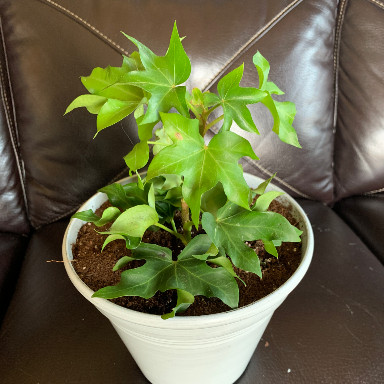 A healthy sweet potato vine plant with lush green foliage in a white pot, well-framed against a brown leather background.