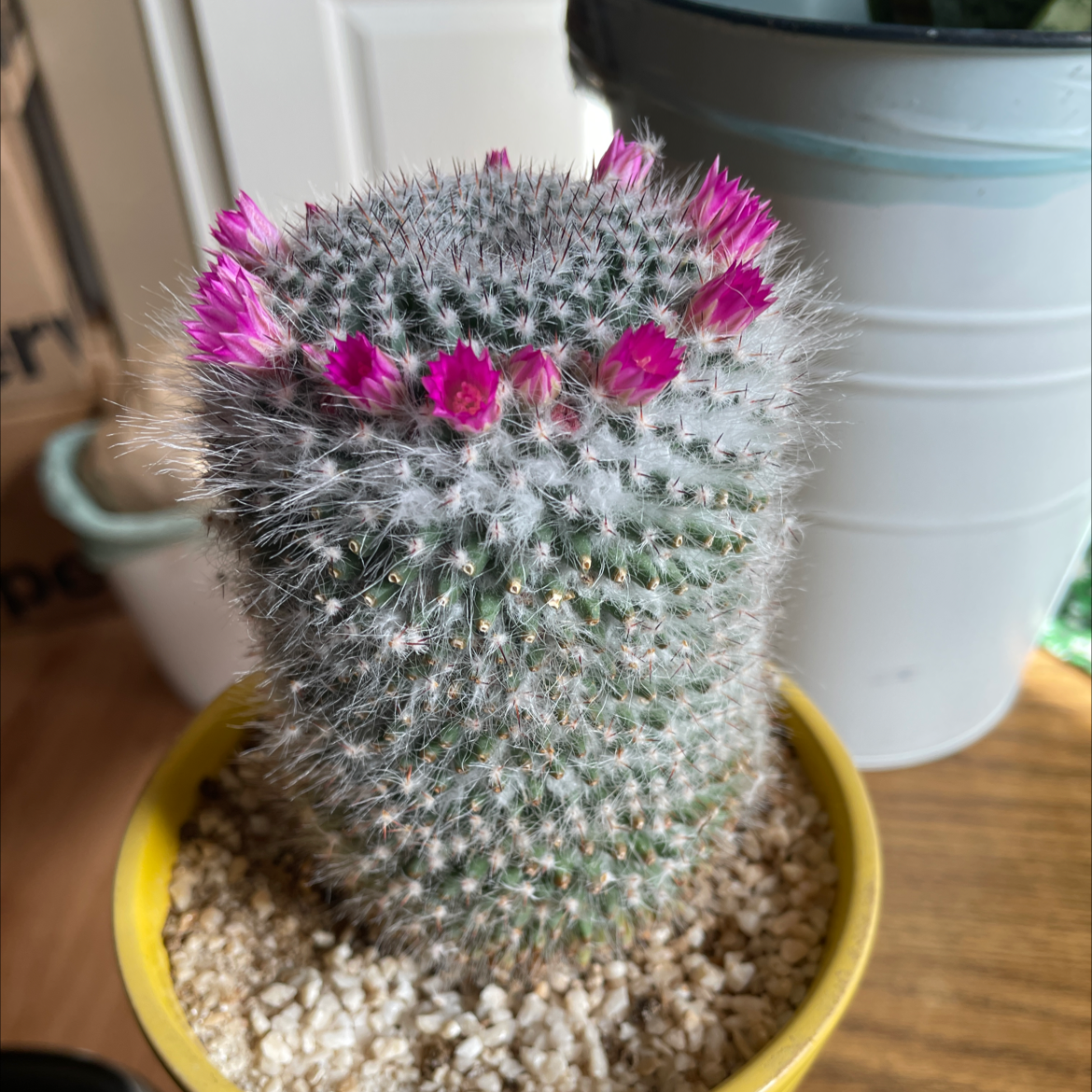 Photo of the plant species Twin Spined Cactus by @PetRosea named Queenie on Greg, the plant care app