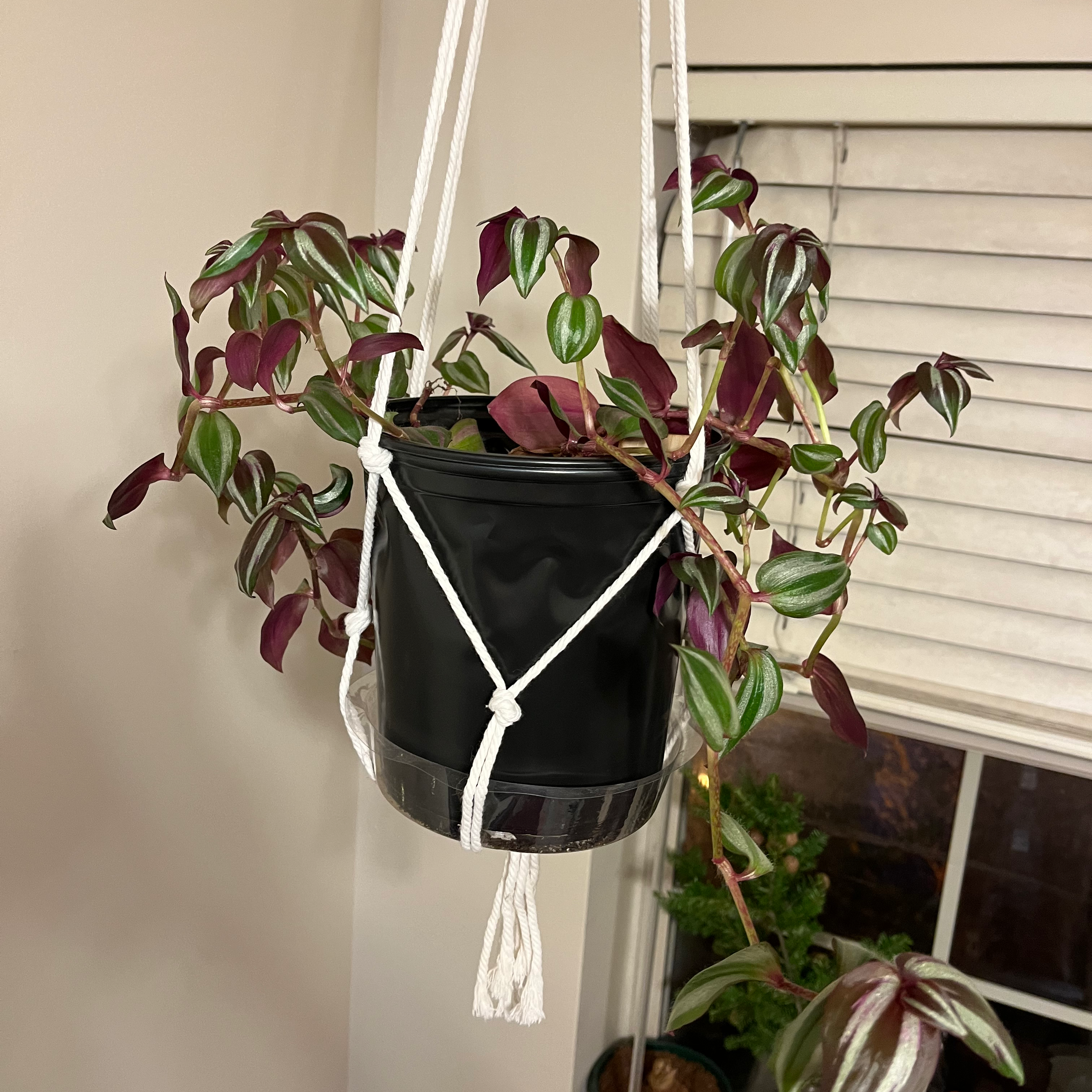 Tradescantia Zebrina plant photo by @Gbrownie1 named Zelda (Zebrina) on Greg, the plant care app.