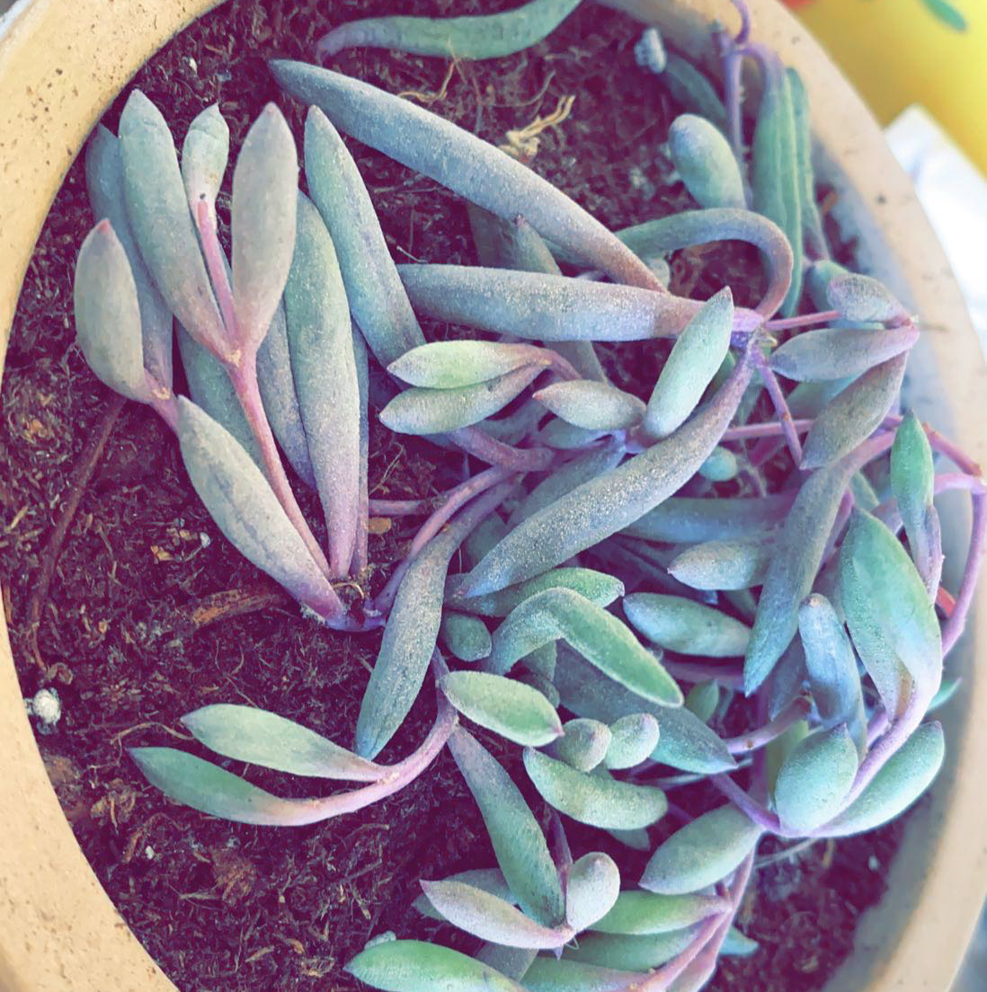 Image of a healthy ruby necklace succulent plant in a pot with visible soil.