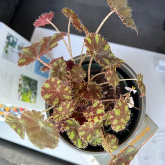 Rex Begonia plant in San Francisco, California