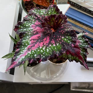 Rex Begonia plant in San Francisco, California