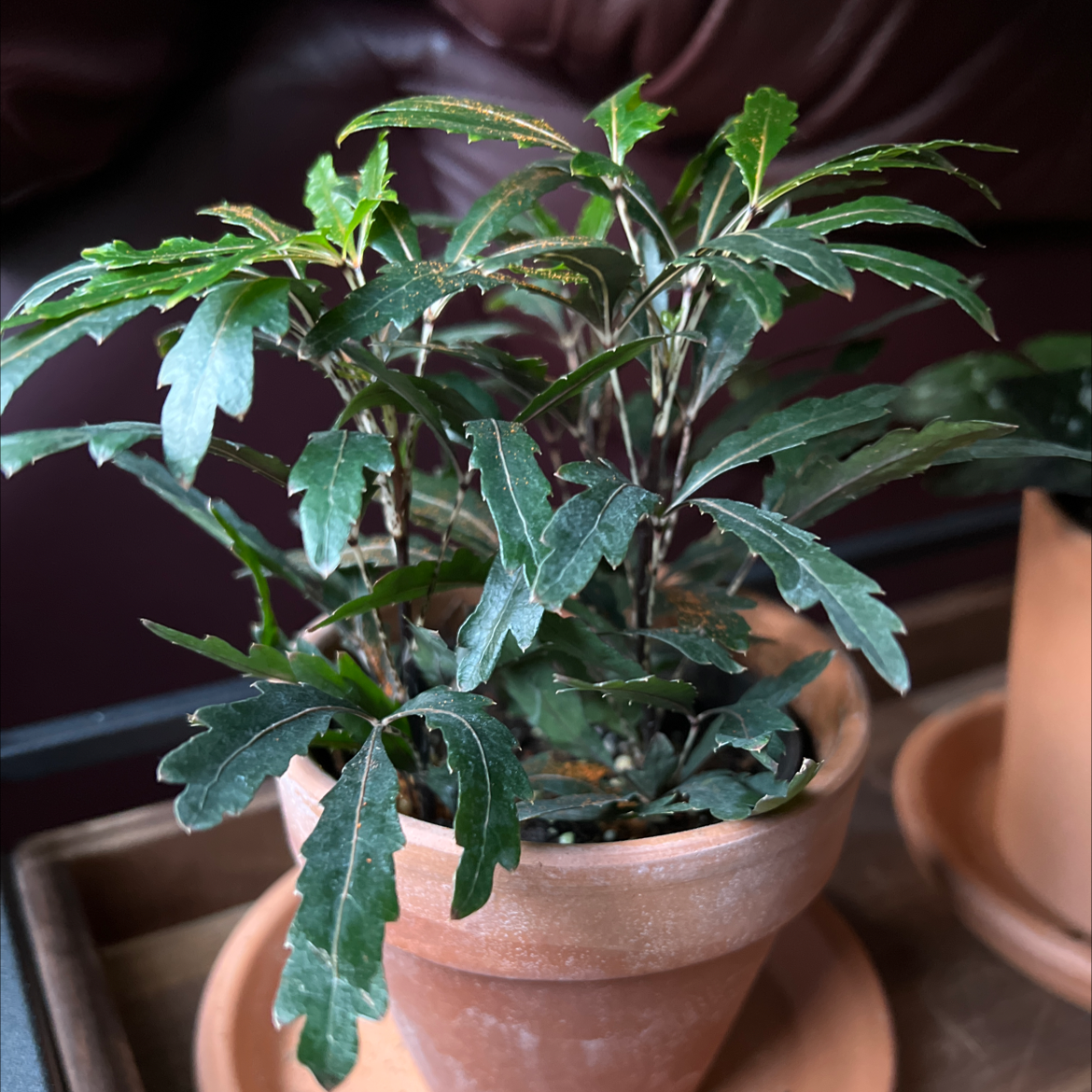Photo of the plant species Schefflera Elegantissima by @LightEspicia named Sigmund on Greg, the plant care app