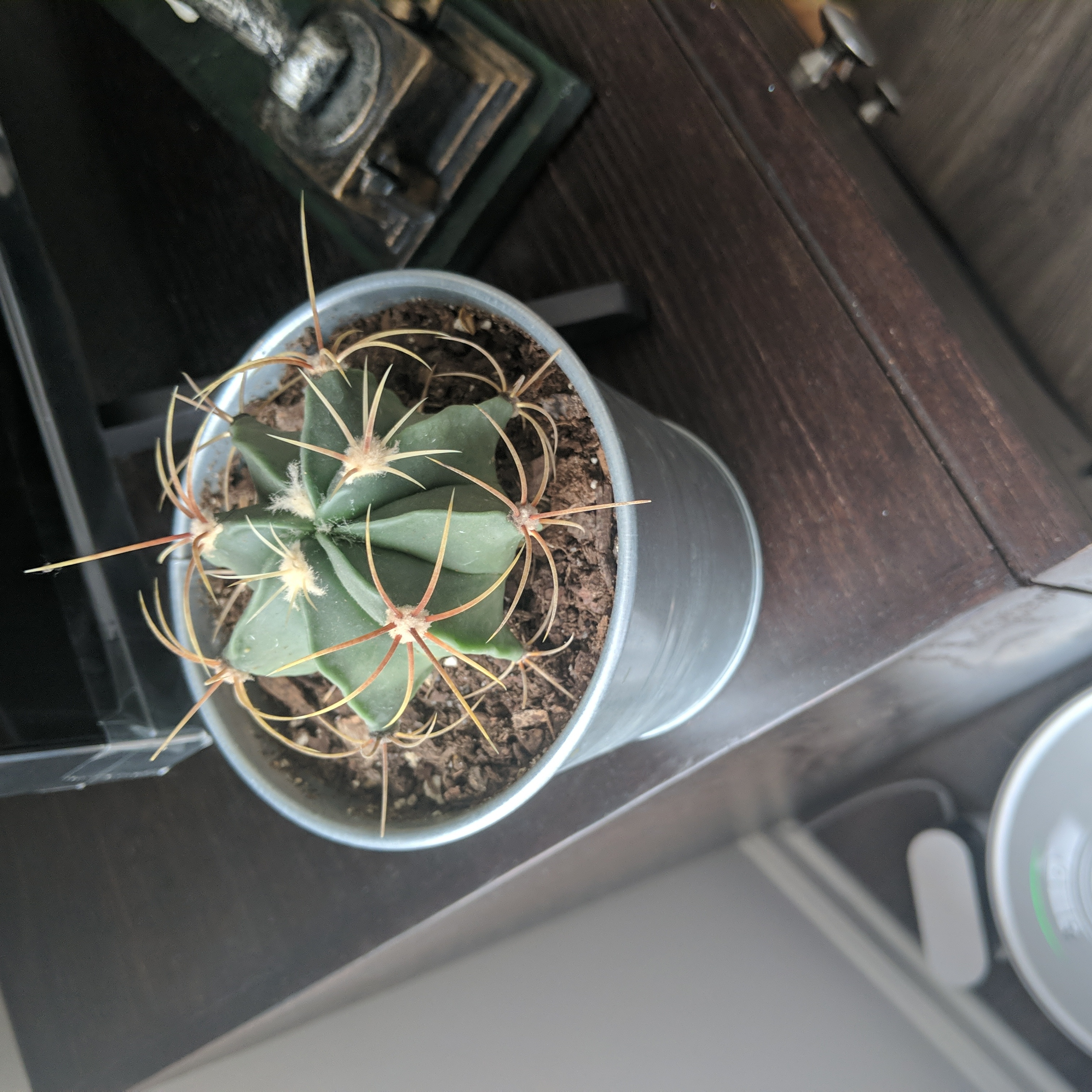 Photo of the plant species Blue Barrel Cactus by @khage named Murder She Wrote on Greg, the plant care app