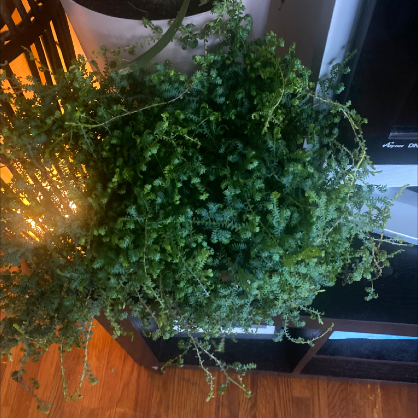 Healthy Rainbow moss, Peacock fern with lush green leaves, well-framed and centered.