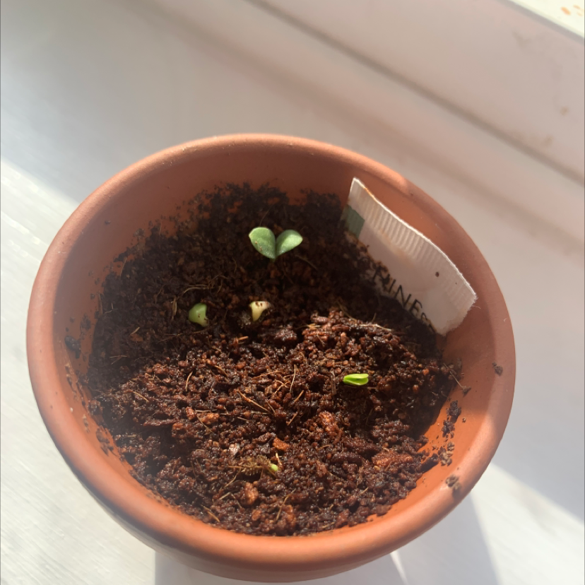 Small potted Chinese Forget-Me-Not seedlings in a terracotta pot on a windowsill.