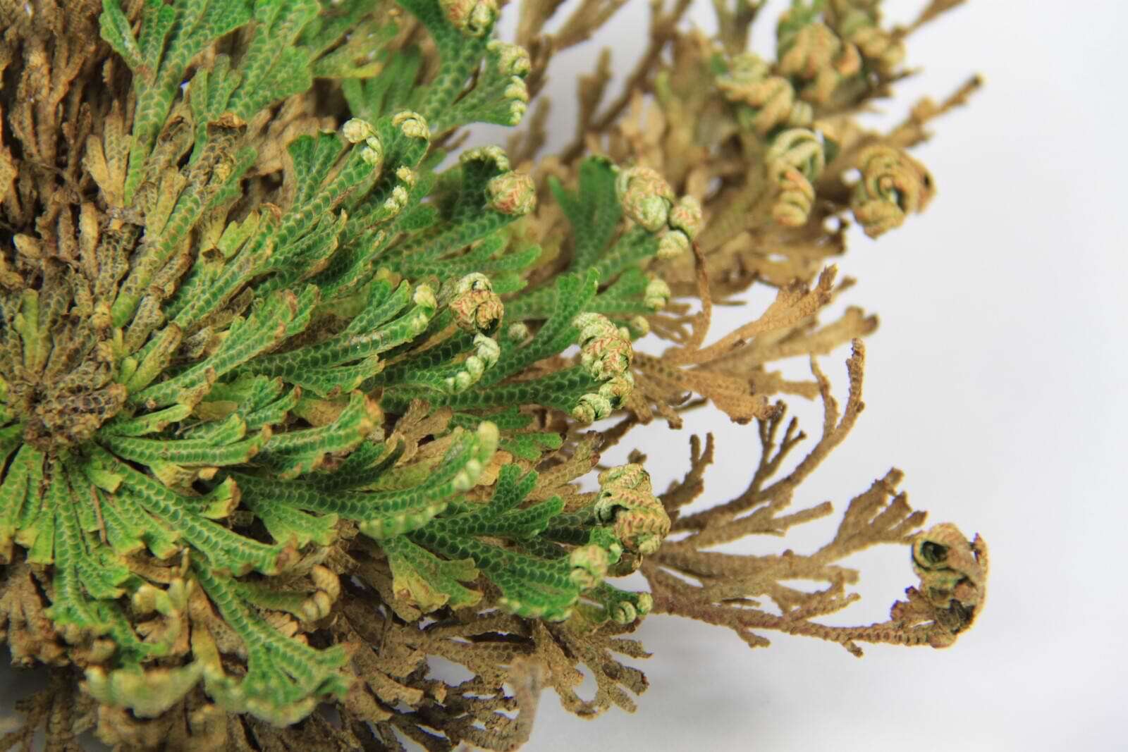 Rose of Jericho plant with green and brown leaves, partially hydrated.
