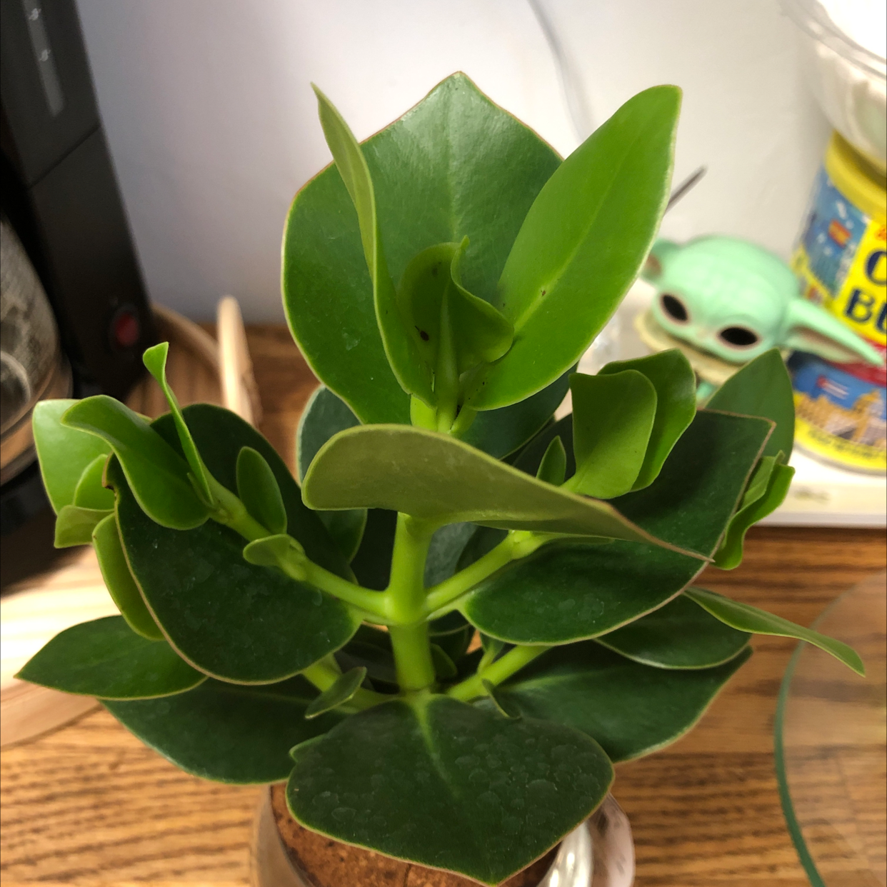 Healthy Dwarf Clusia plant with vibrant green leaves in a well-lit indoor setting.