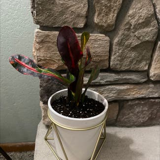 Croton Mammy plant in Spokane, Washington