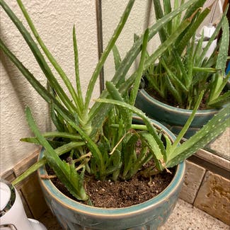 Aloe vera plant in Spokane, Washington