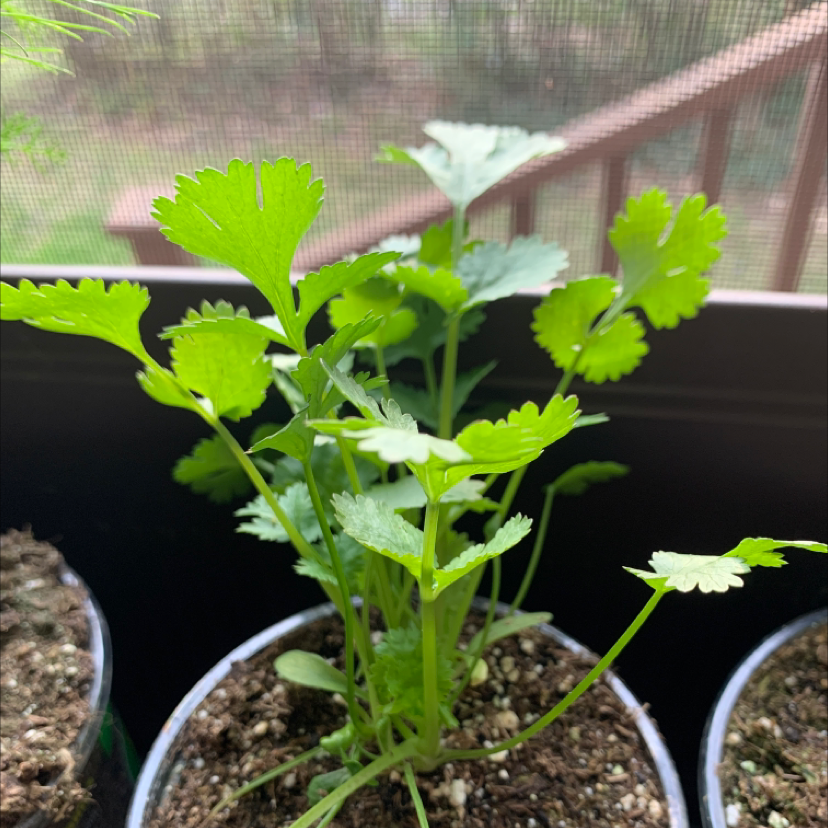 Photo of the plant species Coriander by @Guruwatte named Cori Anderson on Greg, the plant care app