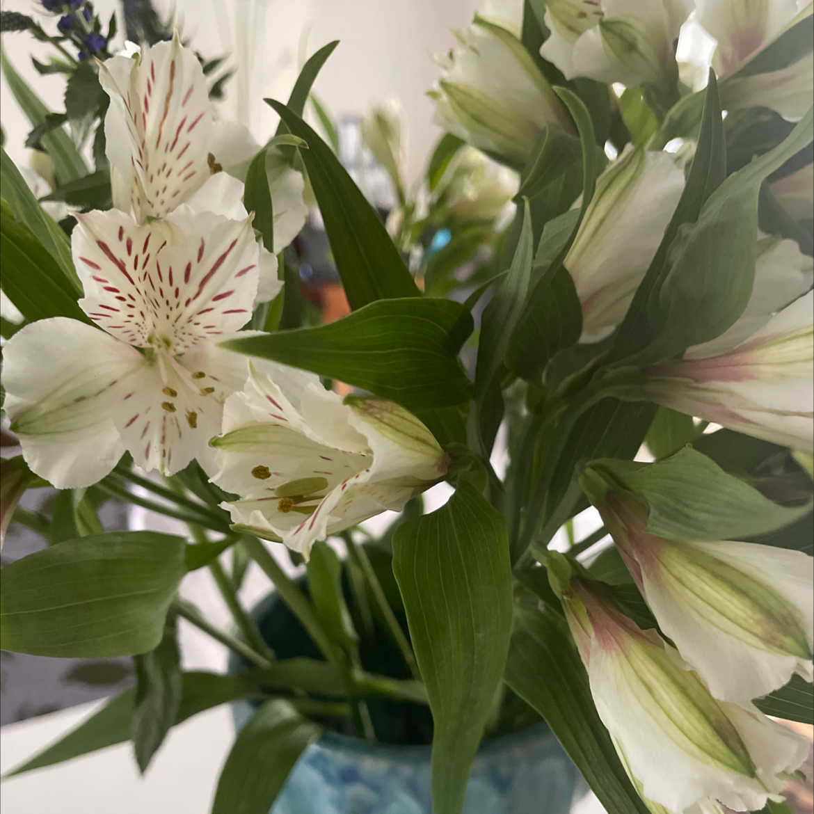 Peruvian-Lily with white flowers and red streaks, appearing healthy and well-formed.