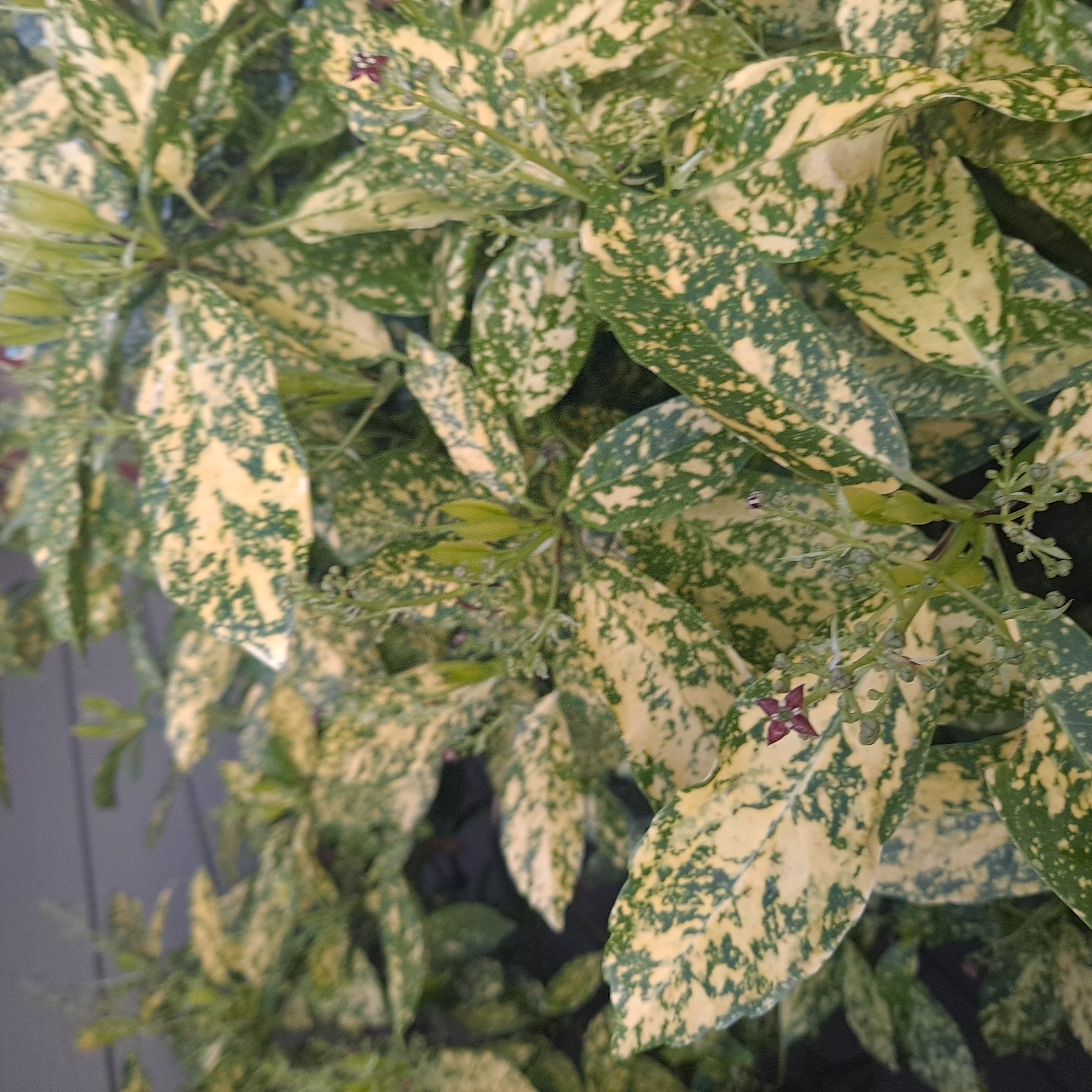 Close-up of healthy variegated Aucuba japonica leaves with vibrant green and yellow spotted coloring.