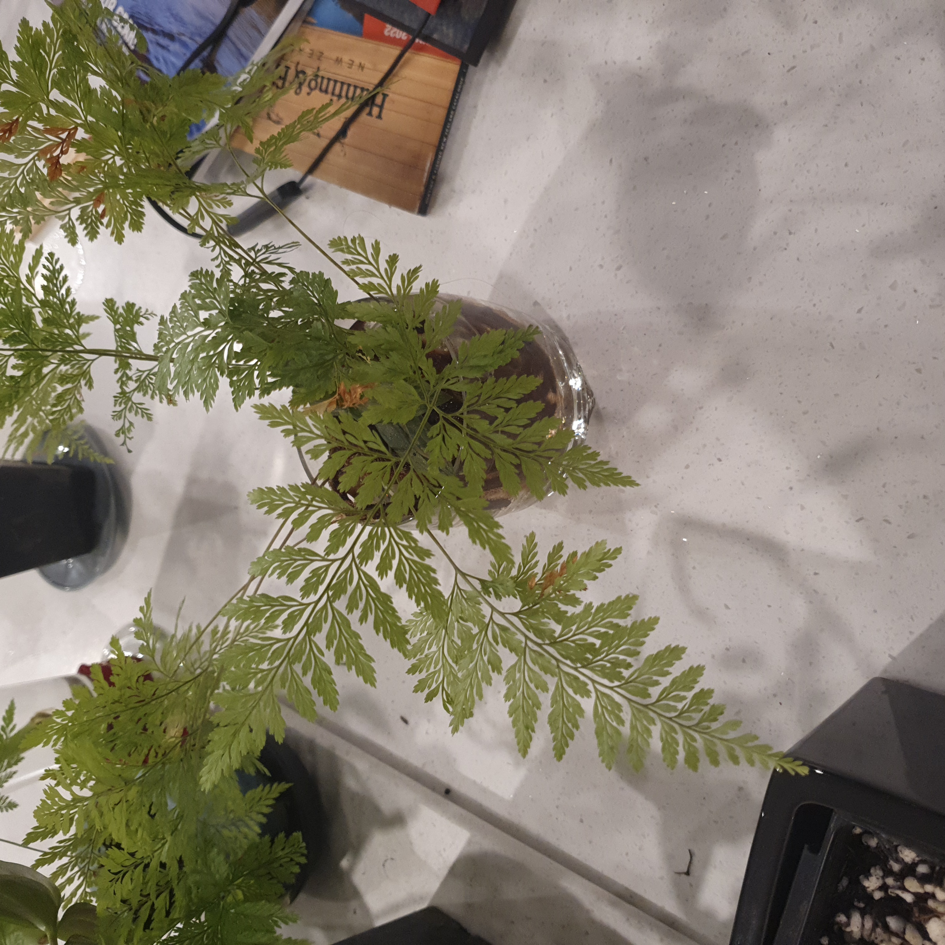 Black Spleenwort plant in a glass container with green, fern-like leaves.