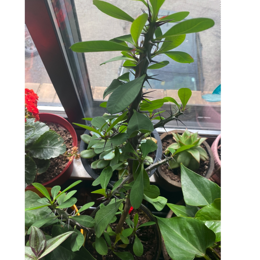A healthy, thriving Crown of Thorns plant with lush green foliage and no signs of discoloration or disease.