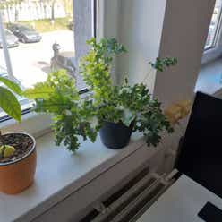 Phlebodium 'Davana' plant