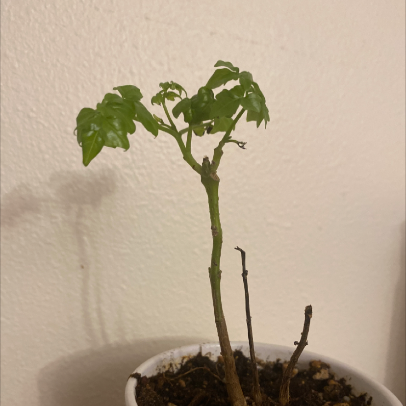 China Doll Plant plant photo by Annastasia named Drama Queen on Greg, the plant care app.