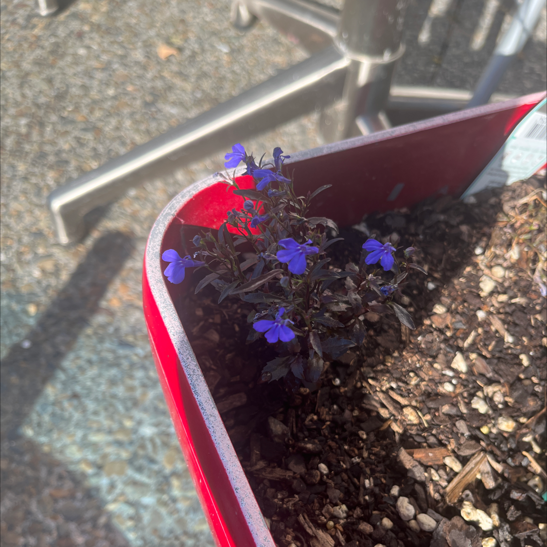 Edging Lobelia plant with blue flowers in a red container.
