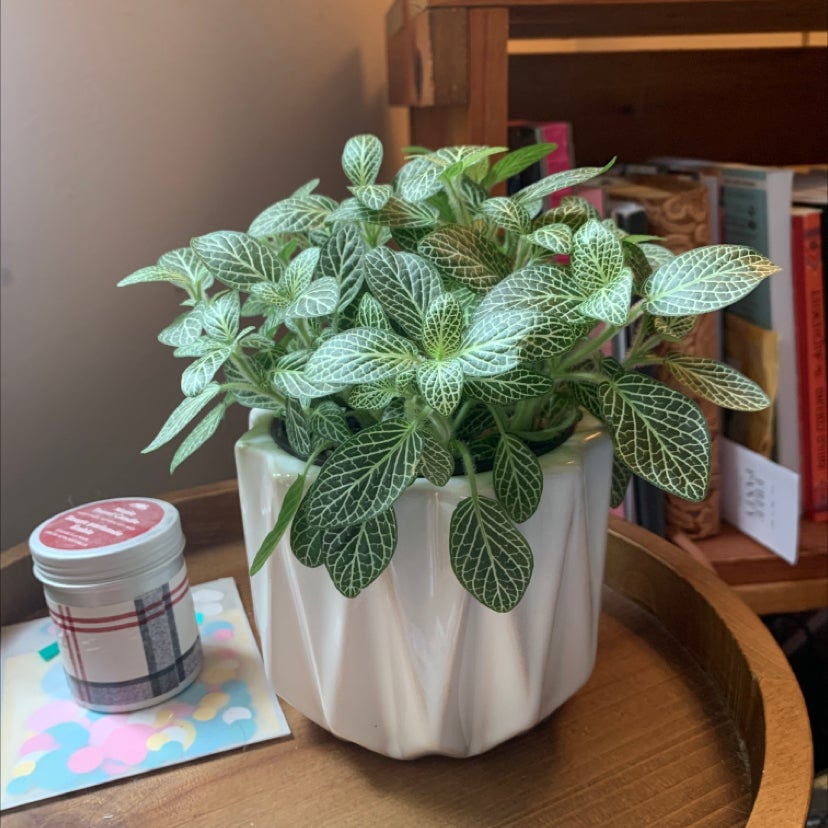 Photo of the plant species Nerve Plant by @Maksol named Nev on Greg, the plant care app