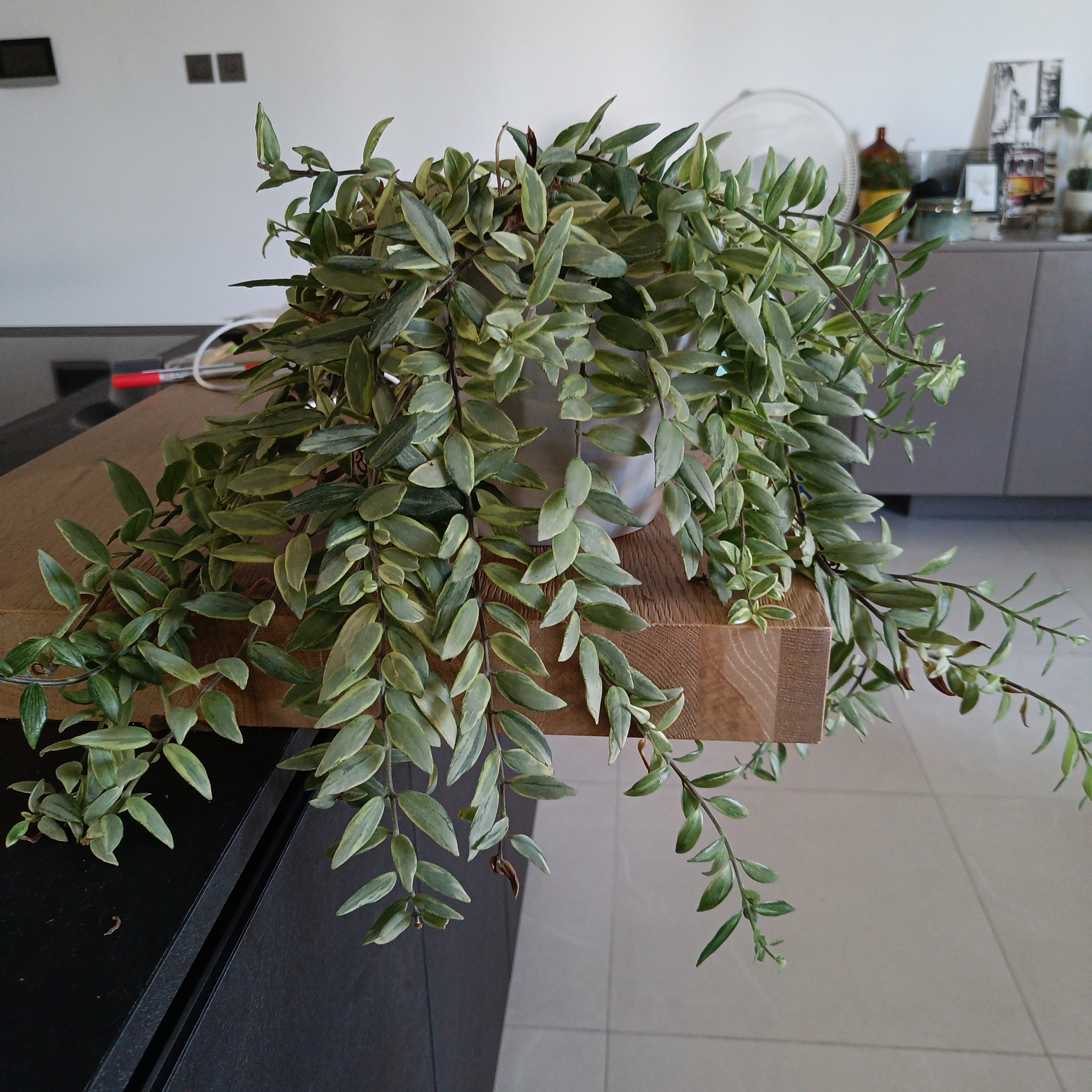 Variegated Lipstick Vine with cascading variegated leaves in an indoor setting.