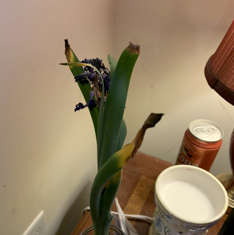 Garden Hyacinth with browning and yellowing leaves, wilted flowers, indoors on a table.