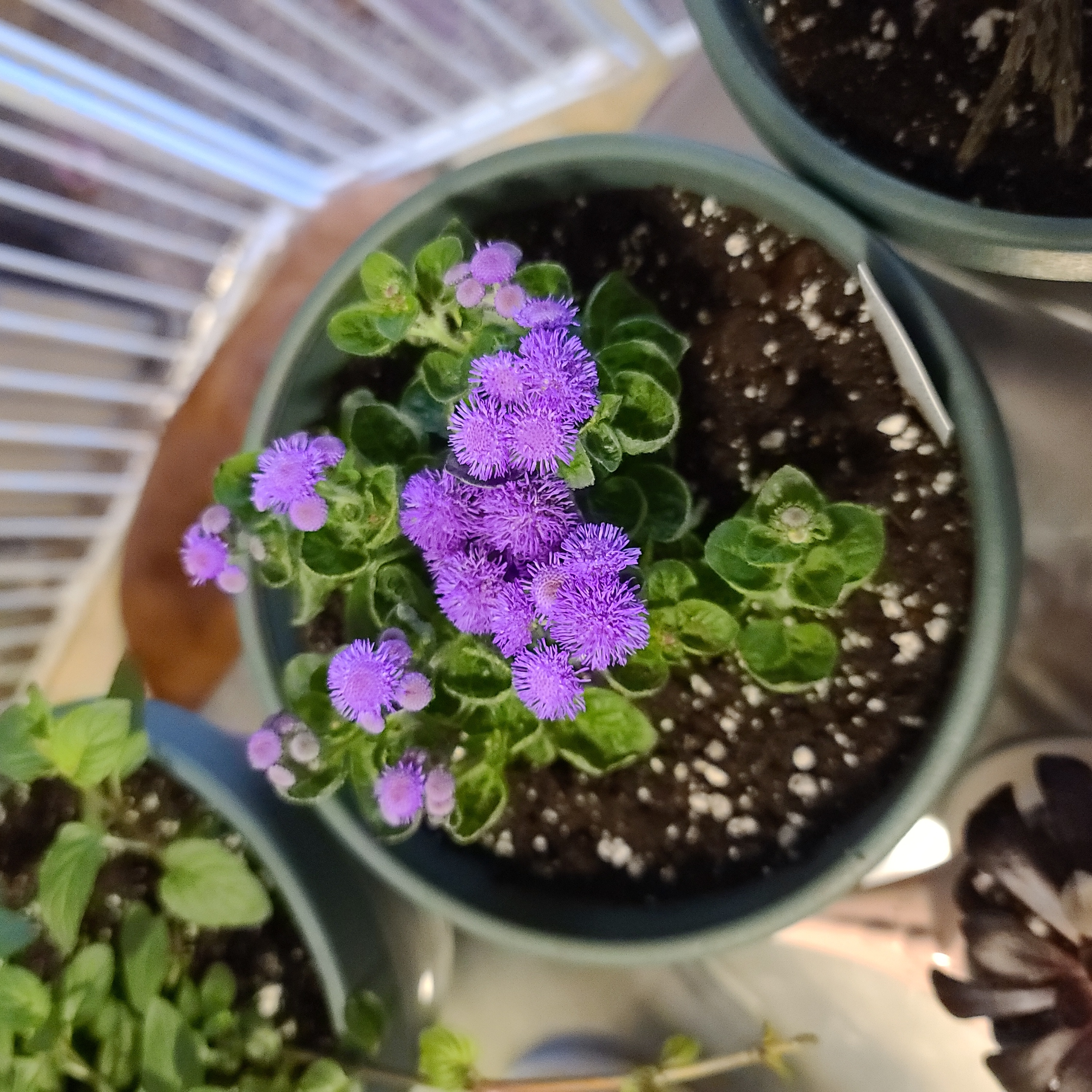 Potted Blue Billygoat Weed with vibrant purple flowers and visible soil.