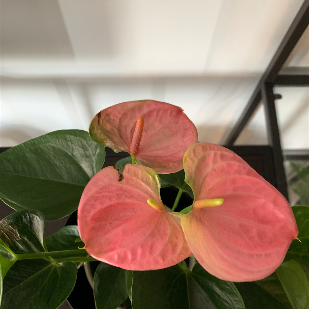 Why Are There Brown Spots on My Painter's Palette?