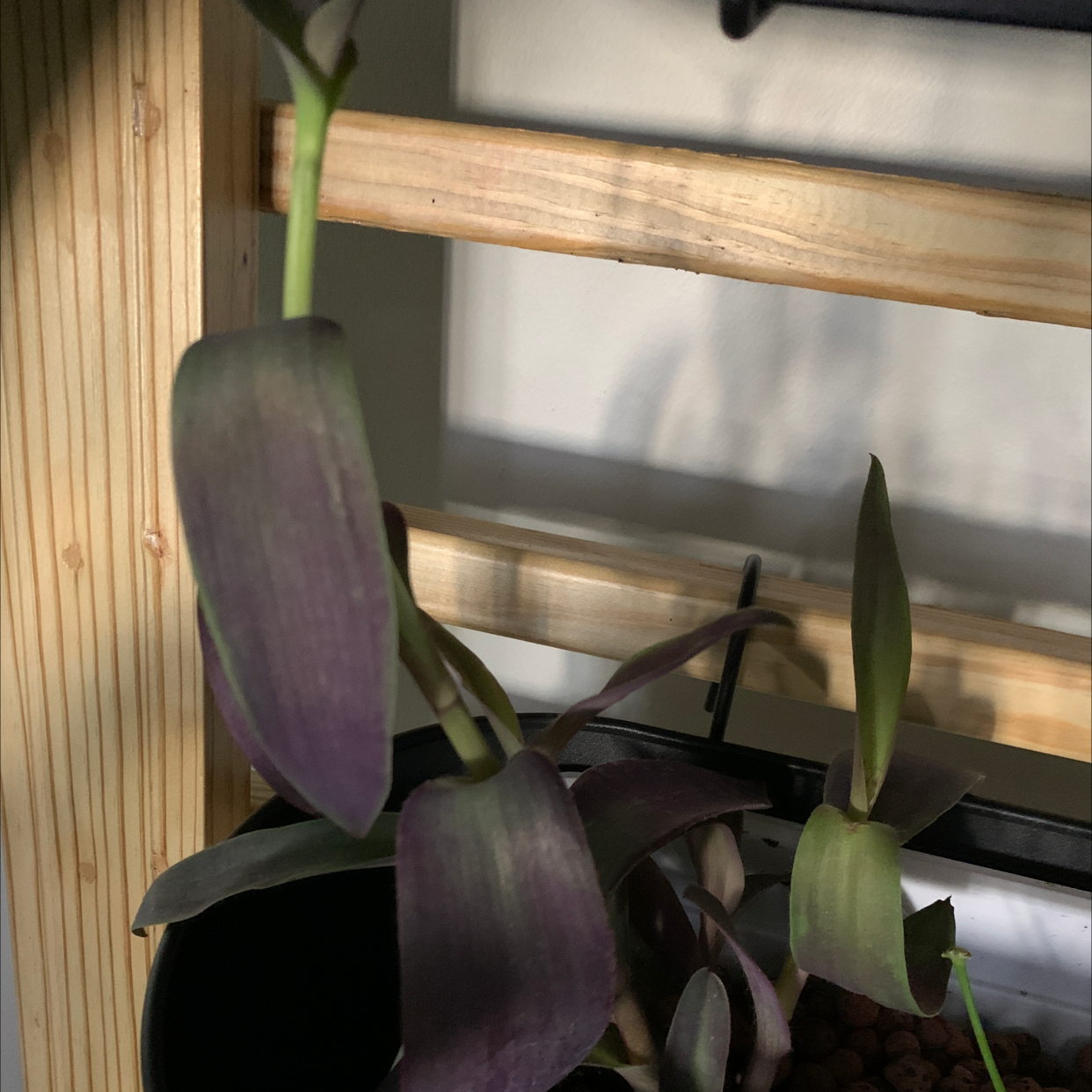 Close-up image of a healthy Purple Heart plant with vibrant purple and green leaves, growing in a wooden planter.