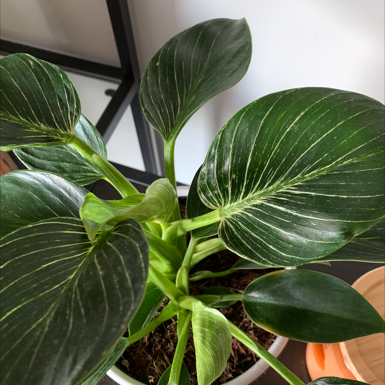 Philodendron Birkin plant with healthy, dark green leaves and white variegation.